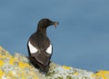 Black guillemot on a rock with a fish in the beak Royalty Free Stock Photo