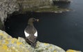 Black guillemot on a rock with a fish in the beak Royalty Free Stock Photo