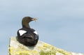 Black guillemot on a rock with a fish in the beak Royalty Free Stock Photo