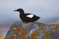 Black Guillemot