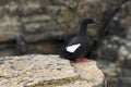 Black guillemot