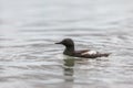 Black guillemot swim near ice floe in arctic sea on Svalbard