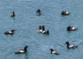 Black guillemot swimming arround a pair in circle