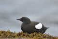 The black guillemot or tystie on a kelp bed Royalty Free Stock Photo