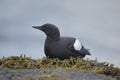 The black guillemot or tystie Royalty Free Stock Photo
