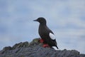 The black guillemot or tystie up close Royalty Free Stock Photo