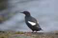 The black guillemot or tystie up close Royalty Free Stock Photo