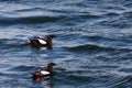 Black guillemots, Belfast, Northern Ireland Royalty Free Stock Photo