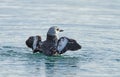 Black Guillimot, cepphus grylle Royalty Free Stock Photo