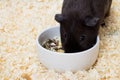 Black guinea pig eating food Royalty Free Stock Photo