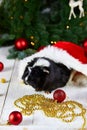 Black guinea pig among new years decoration Royalty Free Stock Photo