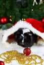 Black guinea pig among new years decoration Royalty Free Stock Photo