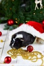 Black guinea pig among new years decoration Royalty Free Stock Photo