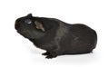 Black guinea pig sniffing Royalty Free Stock Photo