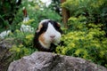 Black guinea pig in yellow flower