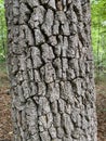 Tree Identification. Tree Bark. Black Gum. Nyssa Sylvatica