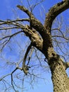 A Black Gum tree waiting for the coming Spring Royalty Free Stock Photo