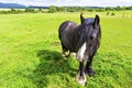 Black Gypsy horse aka Gypsy Vanner or Irish Cob grazes on pasture Royalty Free Stock Photo