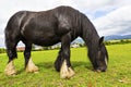 Black Gypsy horse aka Gypsy Vanner or Irish Cob grazes on pasture Royalty Free Stock Photo