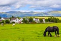 Black Gypsy horse aka Gypsy Vanner or Irish Cob grazes on pasture Royalty Free Stock Photo