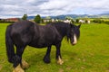 Black Gypsy horse aka Gypsy Vanner or Irish Cob grazes on pasture Royalty Free Stock Photo