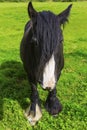 Black Gypsy horse aka Gypsy Vanner or Irish Cob grazes on pasture Royalty Free Stock Photo