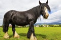 Black Gypsy horse aka Gypsy Vanner or Irish Cob grazes on pasture Royalty Free Stock Photo