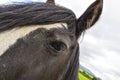 Black Gypsy horse aka Gypsy Vanner or Irish Cob poses close to t Royalty Free Stock Photo