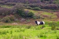 Black Gypsy horse aka Gypsy Vanner or Irish Cob grazes on pasture Royalty Free Stock Photo