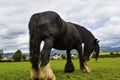 Black Gypsy horse aka Gypsy Vanner or Irish Cob grazes on pasture Royalty Free Stock Photo