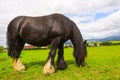 Black Gypsy horse aka Gypsy Vanner or Irish Cob grazes on pasture