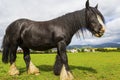 Black Gypsy horse aka Gypsy Vanner or Irish Cob grazes on pasture Royalty Free Stock Photo