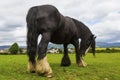 Black Gypsy horse aka Gypsy Vanner or Irish Cob grazes on pasture Royalty Free Stock Photo