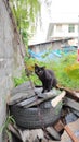 A black-haired cat with a yellow iris sitting sitting on a stone slab. Royalty Free Stock Photo