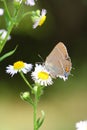 Black Hairstreak butterfly Royalty Free Stock Photo