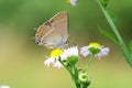 Black Hairstreak butterfly Royalty Free Stock Photo