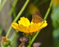 Black hairstreak butterfly on flower