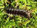 Black hairy caterpillar , Lithuania