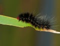 Black Hairy Caterpillar with Red Head Royalty Free Stock Photo