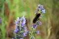 Black hairy caterpillar on a wild flower blueweed or viper`s bugloss.