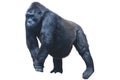 Black hairy gorilla