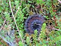 Beautiful black hairy worm on moss, Lithuania