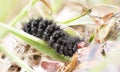 Black hairy larva or caterpillar