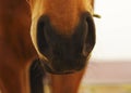 Black hairy nose of the horse Royalty Free Stock Photo