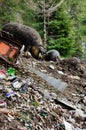 Black hairy pigs are rummaging in a pile of garbage. A terrible dump in the forest, a lot of cigarette butts