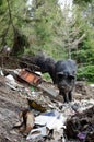 Black hairy pigs are rummaging in a pile of garbage. A terrible dump in the forest, a lot of cigarette butts, glass and plastic