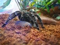 Black Hairy spider aphonopelma seemanni stay alone in a display glass box. Royalty Free Stock Photo