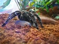 Black Hairy spider aphonopelma seemanni stay alone in a display glass box.