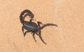 Black Hairy Thick Tailed Scorpion, Namibia