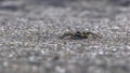 Black and hairy wolf spider on rough surface Royalty Free Stock Photo